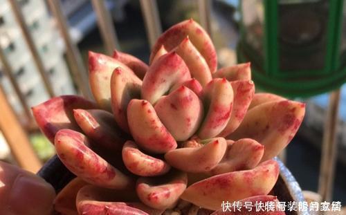 养多肉几天浇一次水?了解掌握几个要点,四季肥嘟嘟美美哒!