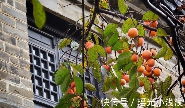 院子里种这3种树，寓意深远，吉祥旺宅，来看看