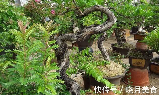 动辄上万的清香木盆景,如何采桩,怎样栽培