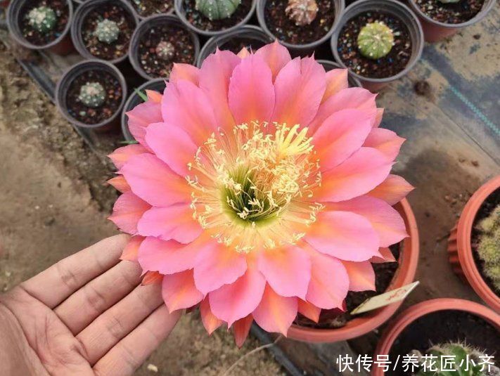 通风度|5种可以四季开花的植物，开花很美，花量很大，单朵花却只开一天