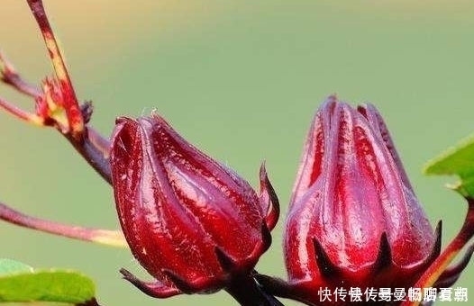 粉滓|花草是天然的化妆品,常用这4朵花,给你从头到脚的美丽肌肤