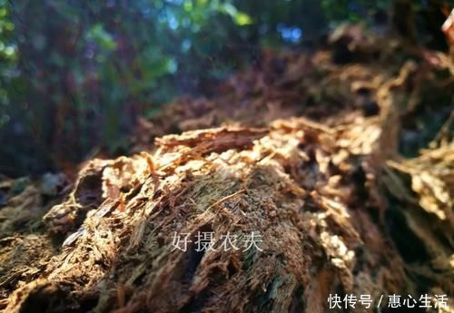 害虫|用什么可以去掉腐叶土里的虫?兰友:1块钱就解决