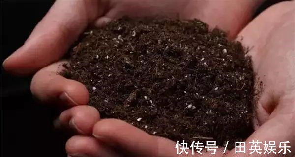 洗衣粉|养花最怕招虫,一旦发现虫卵,这几招立马用,从根本解决病虫害