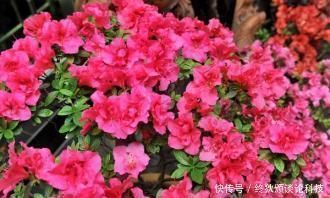 什么淘米水、啤酒养花都不如这种水,给花喝一勺,叶子绿,花也多