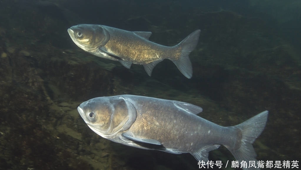 钓鱼人必须明白的鱼种相克原理,突然停口的原因就在这里