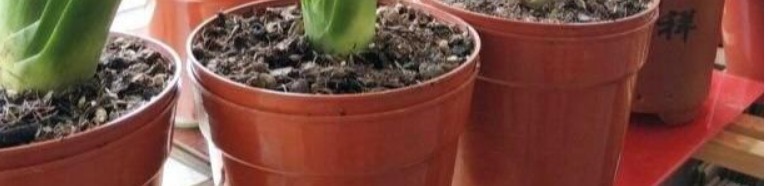 养花老师傅，这些花平常放屋里，下雨天拿出来，雨越大，花越旺