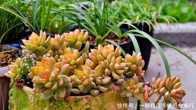  现象|冬季，多肉叶片干瘪？什么原因？摸清这些就有救了！