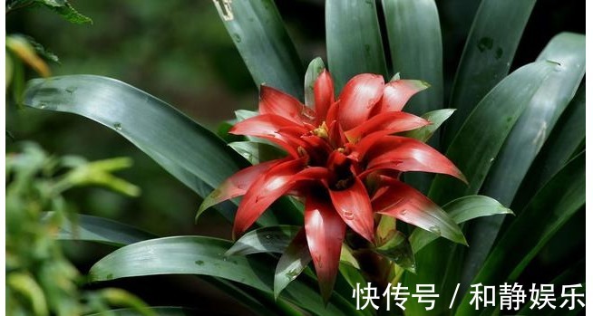 虎皮兰|以下7种常养花施肥大全,告诫花友们一定不要在瞎施肥啦