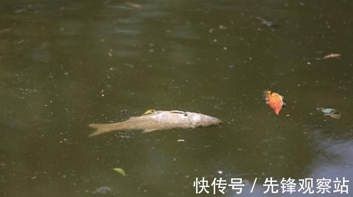 “灭绝式”捕鱼有多暴力?黑科技被滥用,可视锚鱼器成牟利工具!