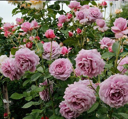 繁花|想要月季花开出“繁花”景象，这几件事要做好，5分钟学会！