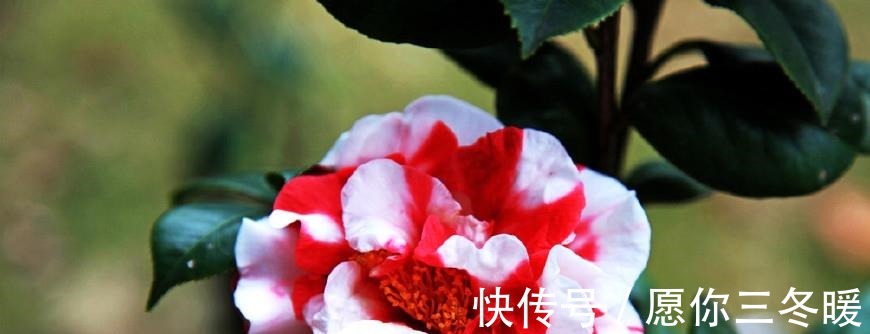 路边捡一把扔到花盆里,土壤肥的流油,根壮不腐烂,3年不用换土!