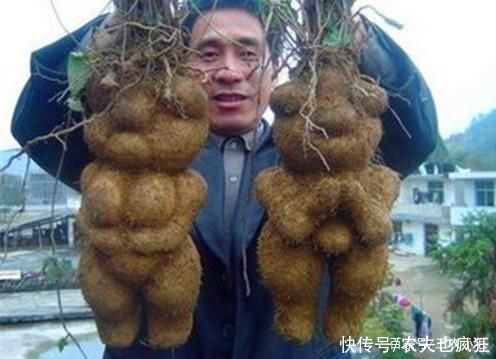 灵芝|生长在屋脚处,常被人忽视,却是“四大仙草”之一,和灵芝齐名