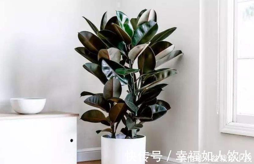 想在客厅养花就选这“5种”,它们好看又好养,一月浇一次水就行