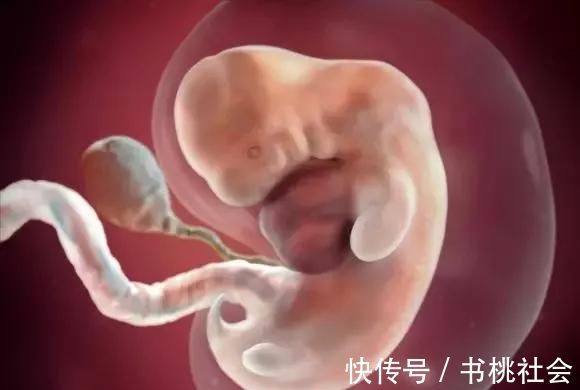 孕妈|子宫内胎儿0~40周,发育变化全过程,太神奇了!