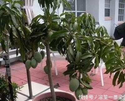 春季种盆栽果树,用4个小技巧,果子结的多又大,有阳台就能种!