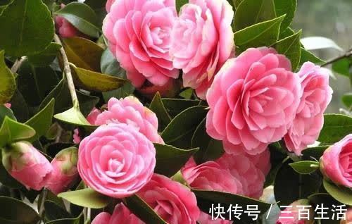 大花|开春了，给茶花喂勺黑绿水，浇几次后猛长新芽，大花一朵接一朵！