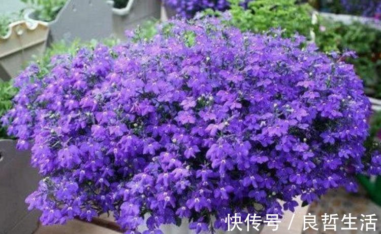 如此漂亮的“4种花”,花朵大花期长,比牡丹还美,年年开花美翻