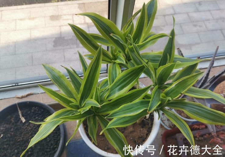 7种花,现在要砍头,冲天炮变成爆炸头