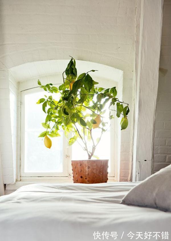柠檬树|卧室不要乱养花,4种“催眠花”,净化夜间空气,一觉睡到大天亮