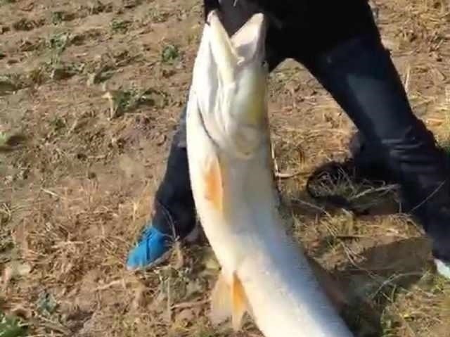 除害,村里小河湾,钓起四十多斤长江怪鱼,没人知道从何而来