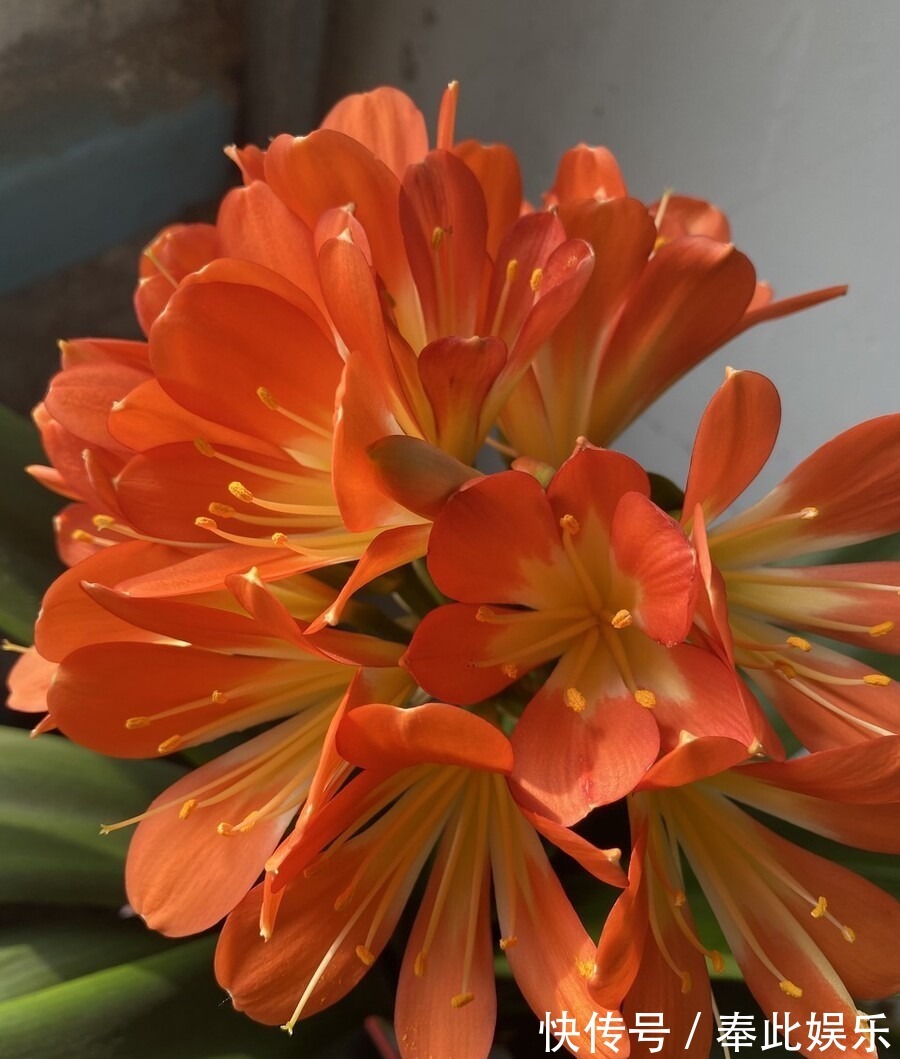 君子兰长得好不好，不在于开不开花，而在于这三个地方