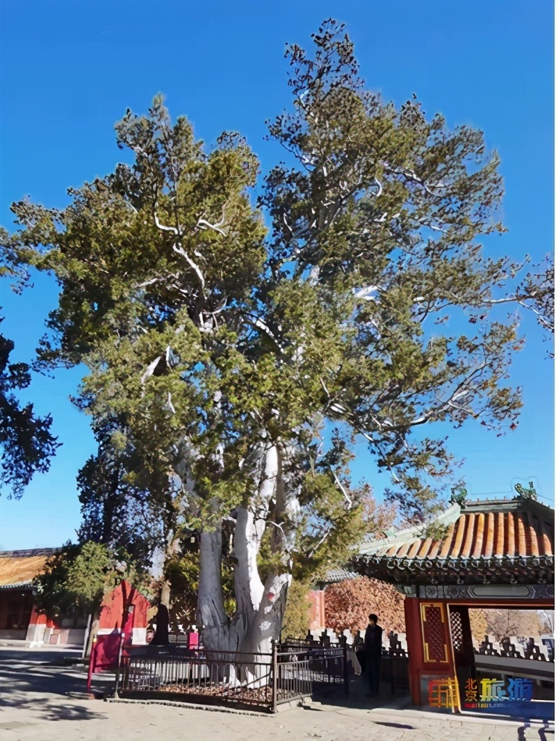 桂林|留京过年，打卡皇家园林｜北海公园这里堪称中国最美的园中园！