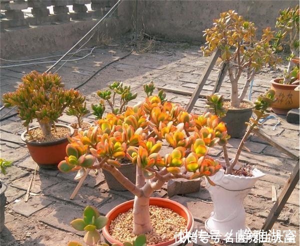 传家|多肉中的“老寿星”,越老越值钱,养成大树可镇宅可传家!