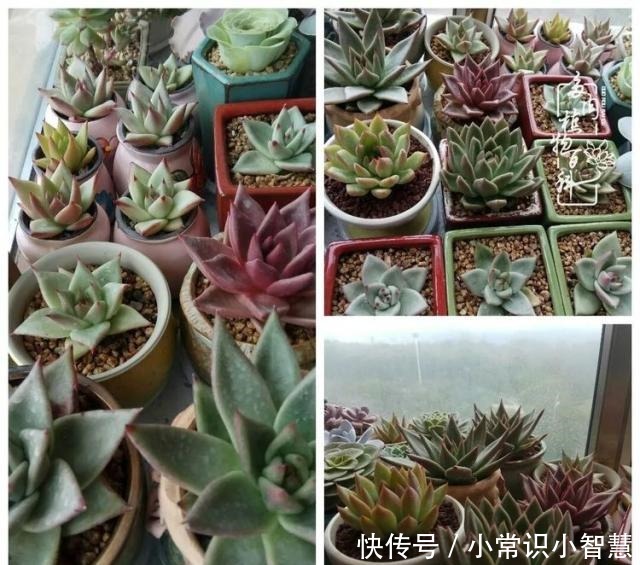 我是多肉飘窗党,我来晚了!我是多肉飘窗党,我来晚了!