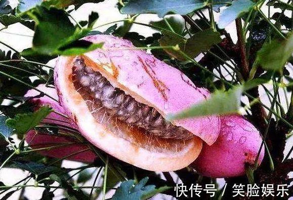 葡萄果肉|“正在消失”的4种农村野果,吃全了的不多,吃过几种