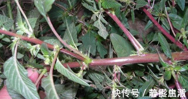 茎秆|在农村，农民都把它叫“仙草”，城里人也把它当成宝！