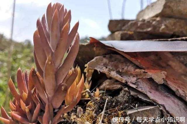 几十年的老瓦房,房顶都爱长“多肉”,看见别拔了,很难得!