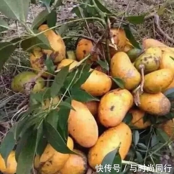 八月瓜|20年前这种野果满山都是,泡水喝功效十足,如今40元都难买到