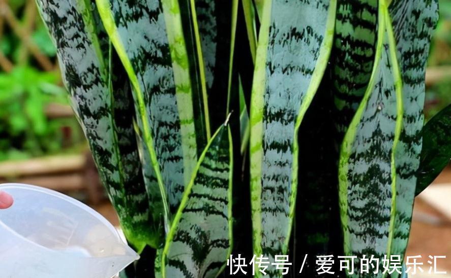 浇水|等了2年的新房终于装了,担心甲醛气味大,养这几盆花准没错