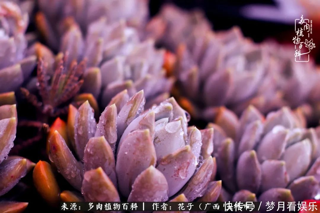 为了爱情|为了爱情来到陌生城市,偶遇多肉,地老天荒的爱恋!