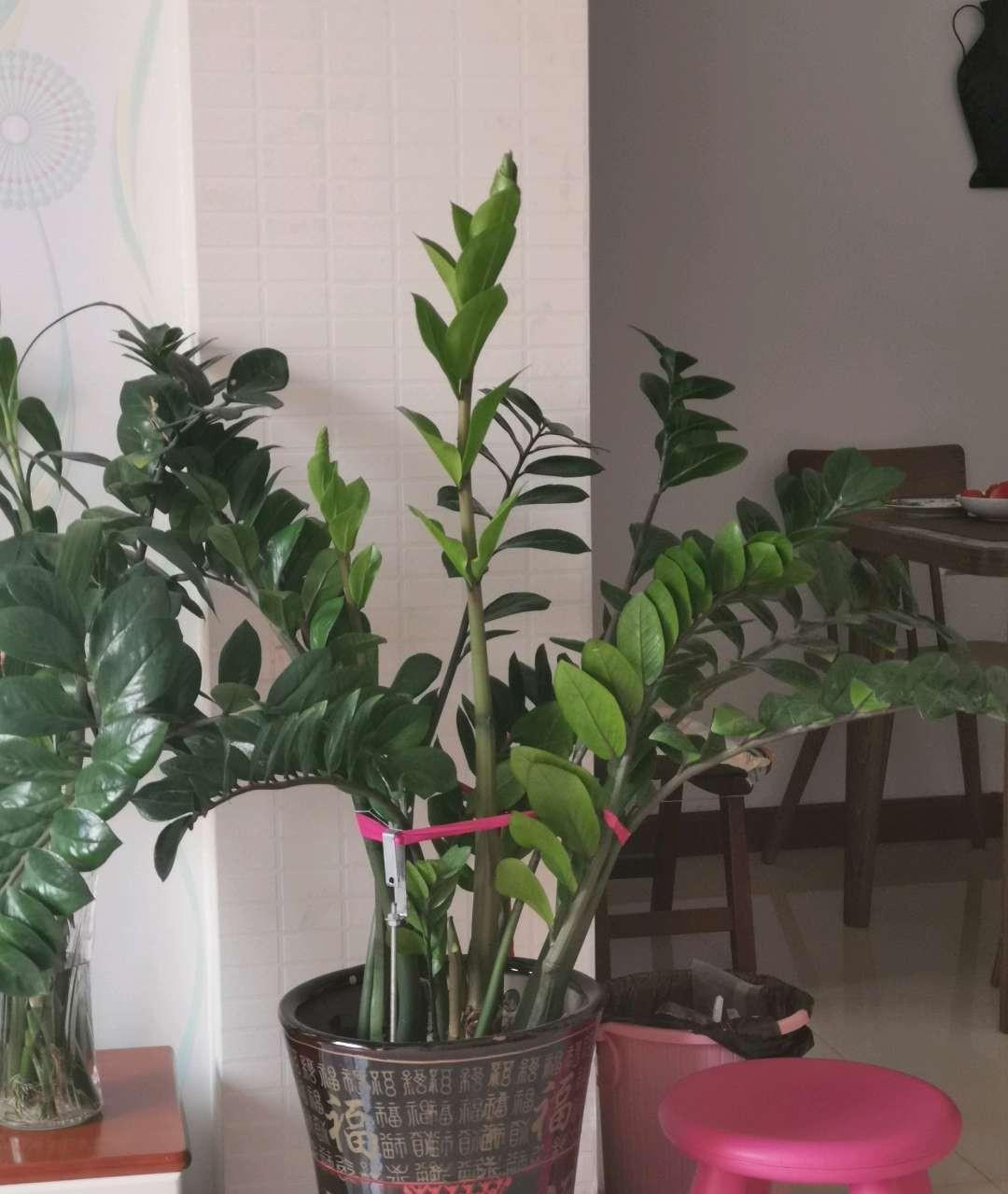 旺财旺运的5种盆栽,好看好养,放家里一盆不吃亏