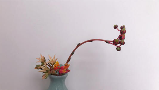 美观|多肉长花箭影响美观？千万不要丢，教你两招，繁殖新多肉