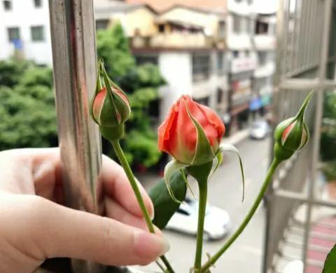 千万注意，南方不适合种藤本月季，选择夏日花火，才能开满花