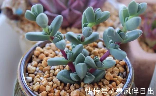 土团|养多肉植物鹿角海棠,日常打理抓住这4点,好养易活