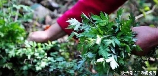食用期|农村一种野草,农民叫他护肝王,三月当菜吃,四月当柴烧