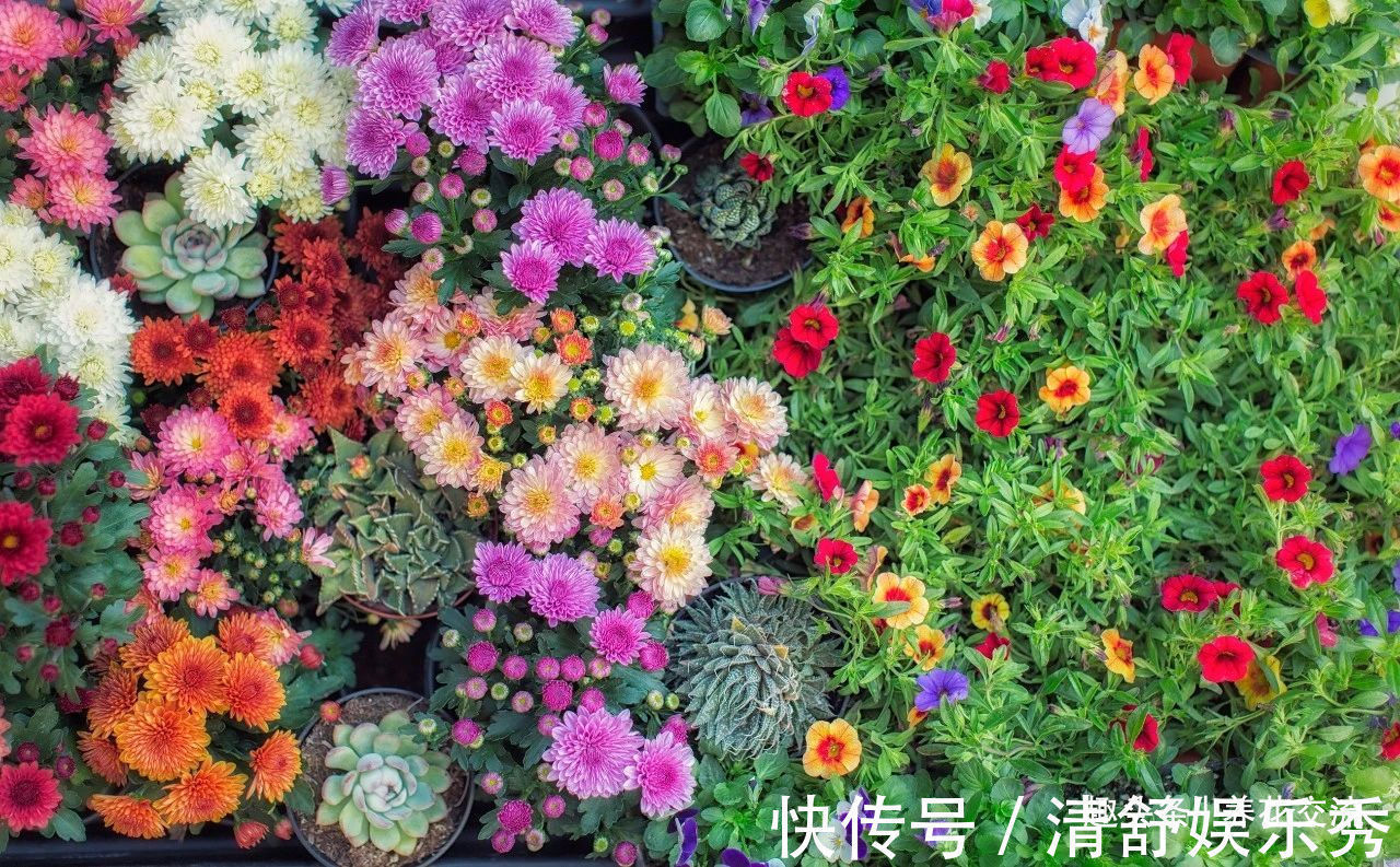 月季花|10种适合在秋季购买的盆栽花卉,提前买好,冬春时节持续有花开