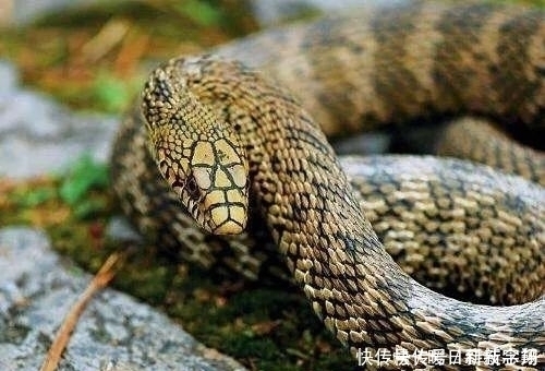 敢相信体长超2米的毒蛇克星 只比蟒蛇小一点 却人畜无害 天合乐学帮助家长发现孩子的更多可能