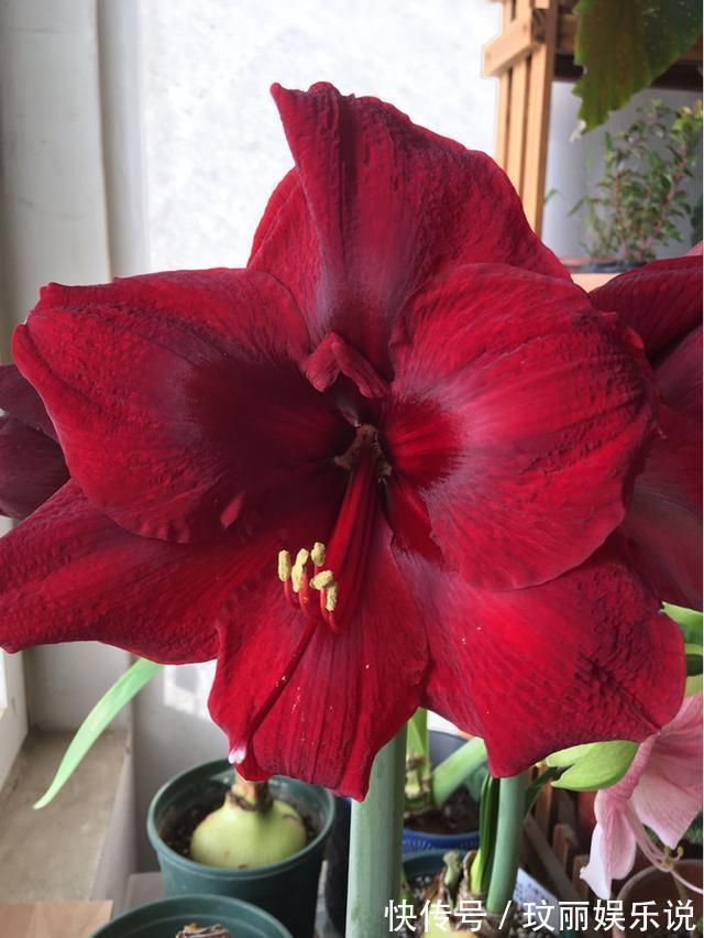 三角梅|5种花越养越上瘾,只要养好一盆,就会特别喜欢