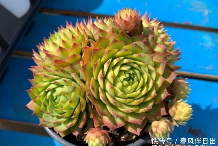 法师|喜欢多肉丛林桩却不知道怎么养成?其实只需要简单的一步操作便可