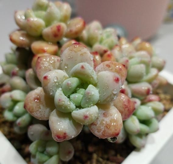  谈谈|谈谈多肉扦插，这5点不要忽略，或许可以提高多肉扦插成活几率