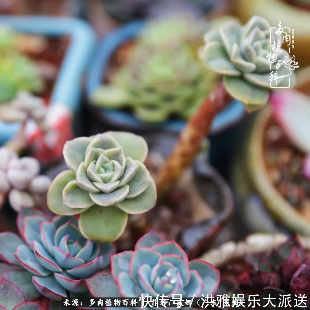 橙梦露|笼子里露养的多肉，越养越美！有多肉的日子伴着小确幸！