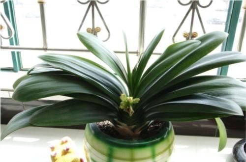 君子兰开花的关键在养根,做好这5点,让你开花不断