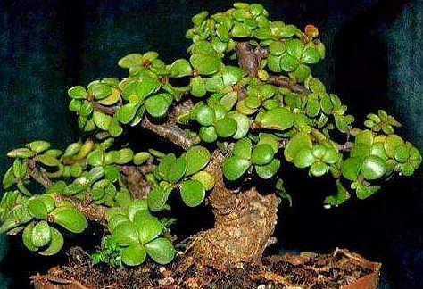 金枝玉叶这样养,枝干粗壮叶片肥,一根小枝条,一年变“老桩”