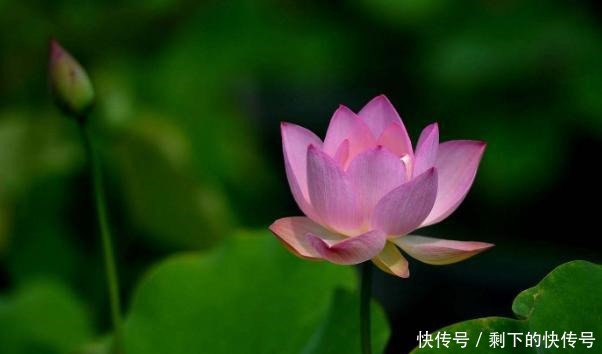 做人|“涵容以待人,恬淡以处世”,才是做人的最高境界