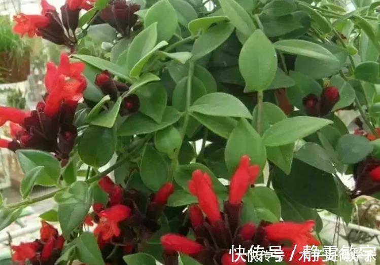 茶花|4种花养家里，沾土就活，开花又大又艳，比牡丹美