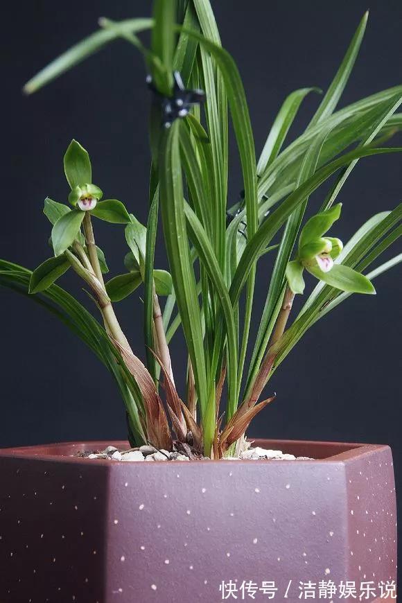 3种花“品味高”,放在家里有档次,格调高雅都说好看!